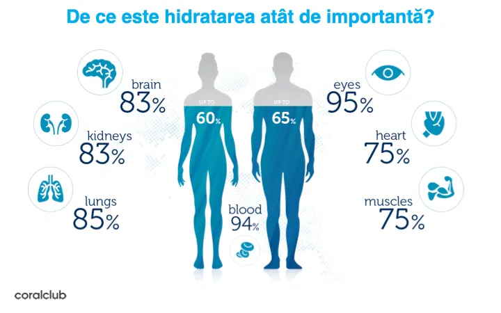 Infografic: procentul de apă din creier, inimă, plămâni, rinichi, mușchi și sânge