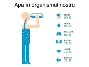 Infografic „Apa în organismul nostru”: procentul de apă din fiecare organ